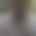 Discutir con passivozonanortesp