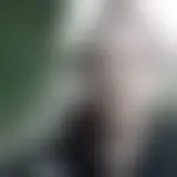 Chat with schmiddy